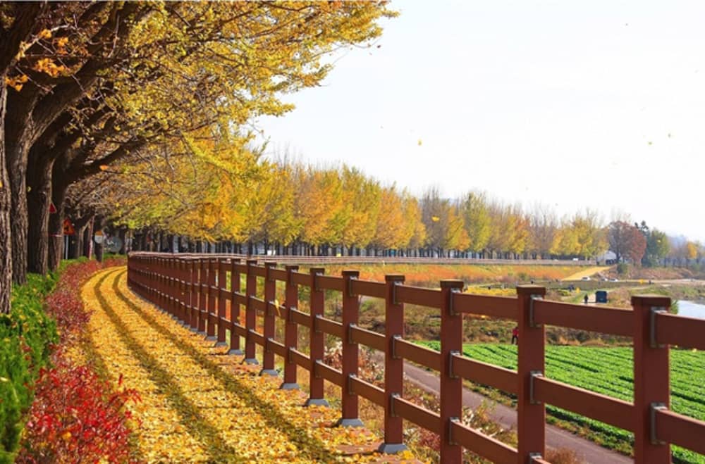 Những điểm ngắm lá vàng mùa thu ở Seoul